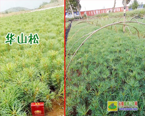 昭通鲁甸华山松苗多少钱一棵 华山松苗木批发基地 华山松苗木图片