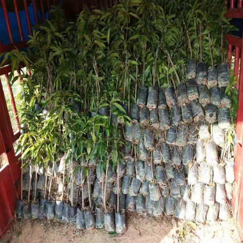 大化南海平洲果苗红贵妃芒果|红贵妃芒果苗基地|批发芒果苗