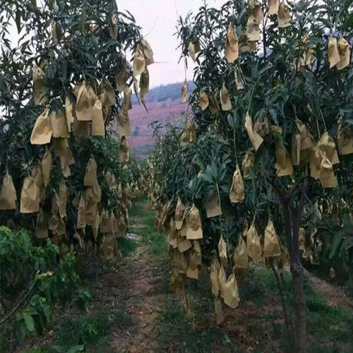 扶绥贵妃芒果苗一棵|贵妃芒果苗图片|芒果苗批发