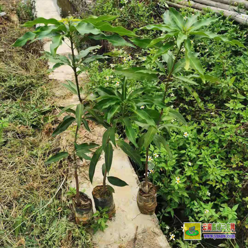 隆安芒果苗价格表|红贵妃芒果苗基地|青芒果苗批发