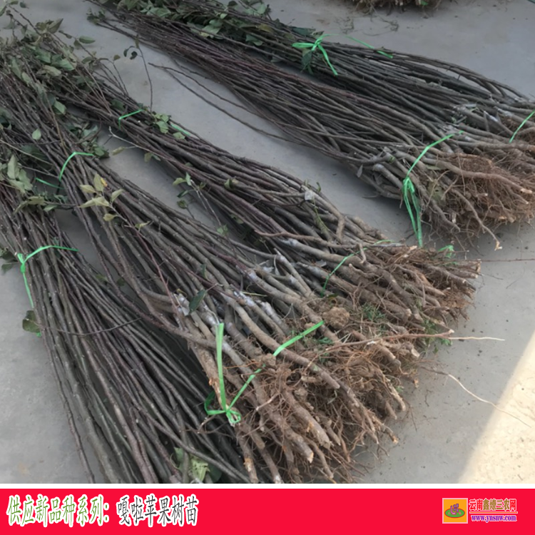 鲁甸嘎啦苹果苗都有几个品种 云南苹果苗圃基地在哪里 昆明哪里有苹果苗