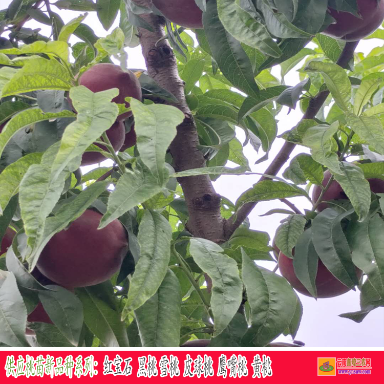 宜良苹果苗木市场在哪里 云南苹果苗批发 昆明哪里有苹果苗
