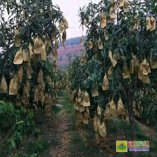 隆安桂七芒果苗多少钱一棵|红贵妃芒果苗基地|芒果苗批发