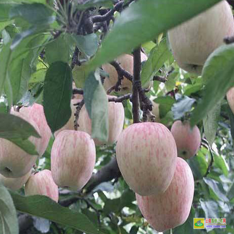鲁甸红露苹果苗种植方法 红露苹果苗怎么修剪 红露苹果苗品种