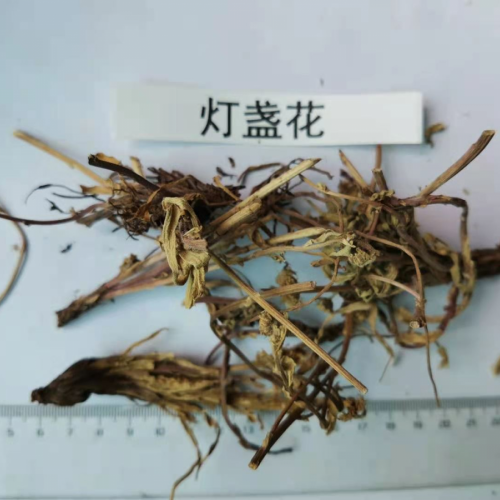 四川宜宾灯盏花价格的暴涨暴跌| 灯盏花价格及种植方法|