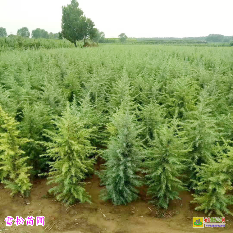昆明官渡云南大理雪松苗价格 树苗价格价格表 1米雪松小苗