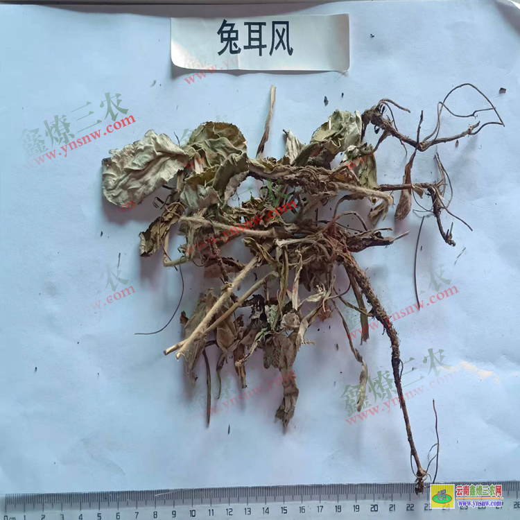 贵州今日兔耳风市场价| 兔耳风批发价格| 兔耳风价格查询网