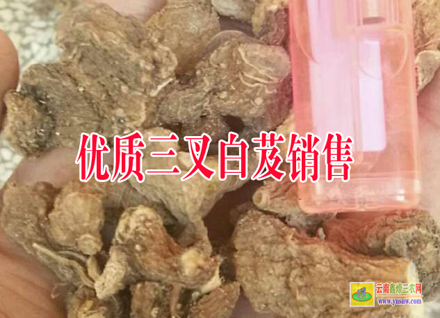 红河建水白芨苗种多少天出土| 白芨苗图片作用 白芨苗价格多少钱一株