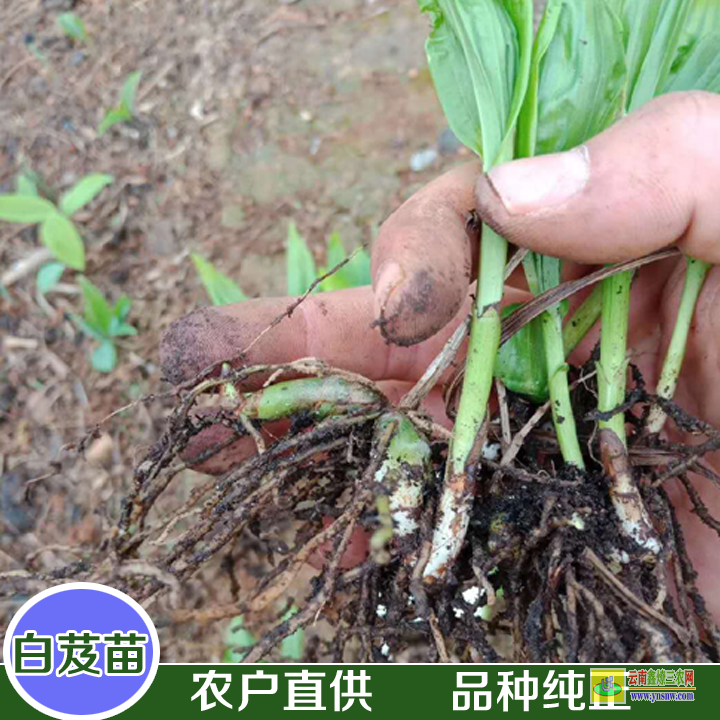 红河建水白芨苗种多少天出土| 白芨苗图片作用 白芨苗价格多少钱一株