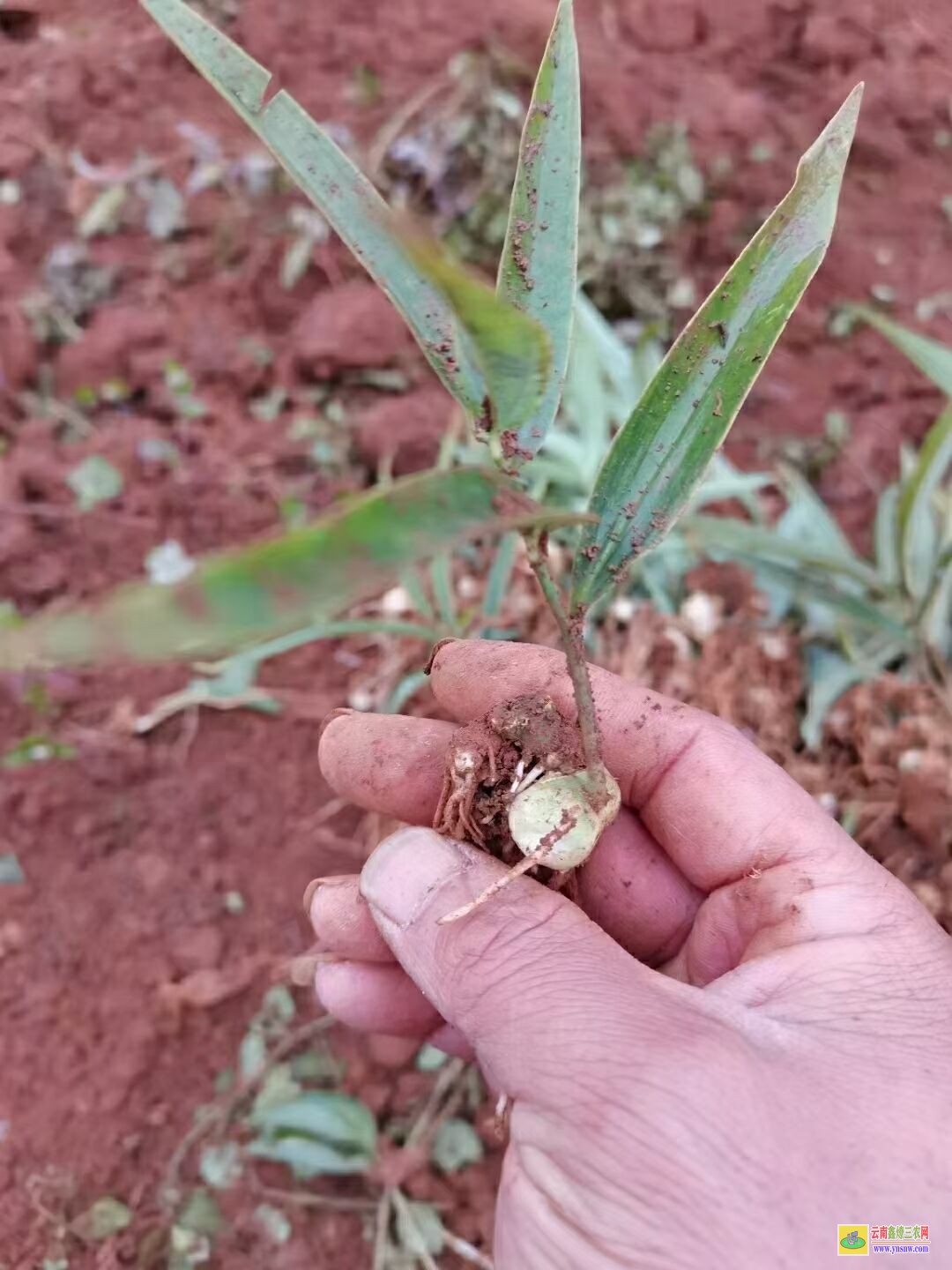 巴中黄精苗的种植技术| 黄精苗种植基地 黄精苗价格查询网