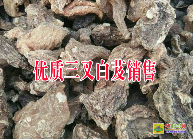 六盘水钟山白芨苗图片百芨的用途与功效| 白芨苗价格 白芨苗多少钱一斤