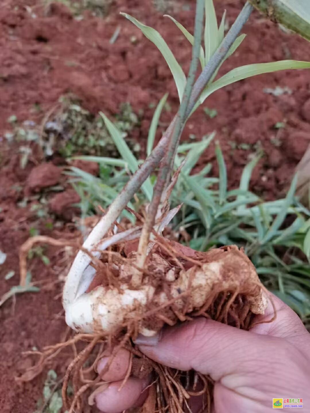 黄石黄精苗的种植技术| 黄精苗种植基地 黄精苗价格查询网