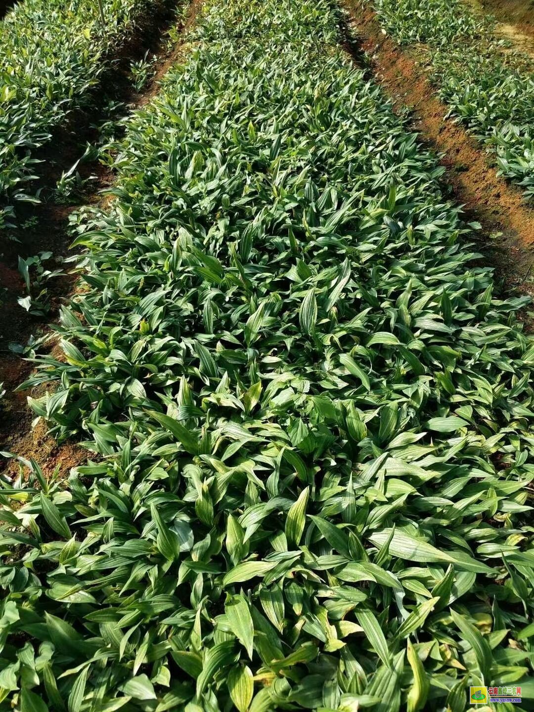 随州黄精苗的种植技术| 黄精苗种植基地 黄精苗价格查询网