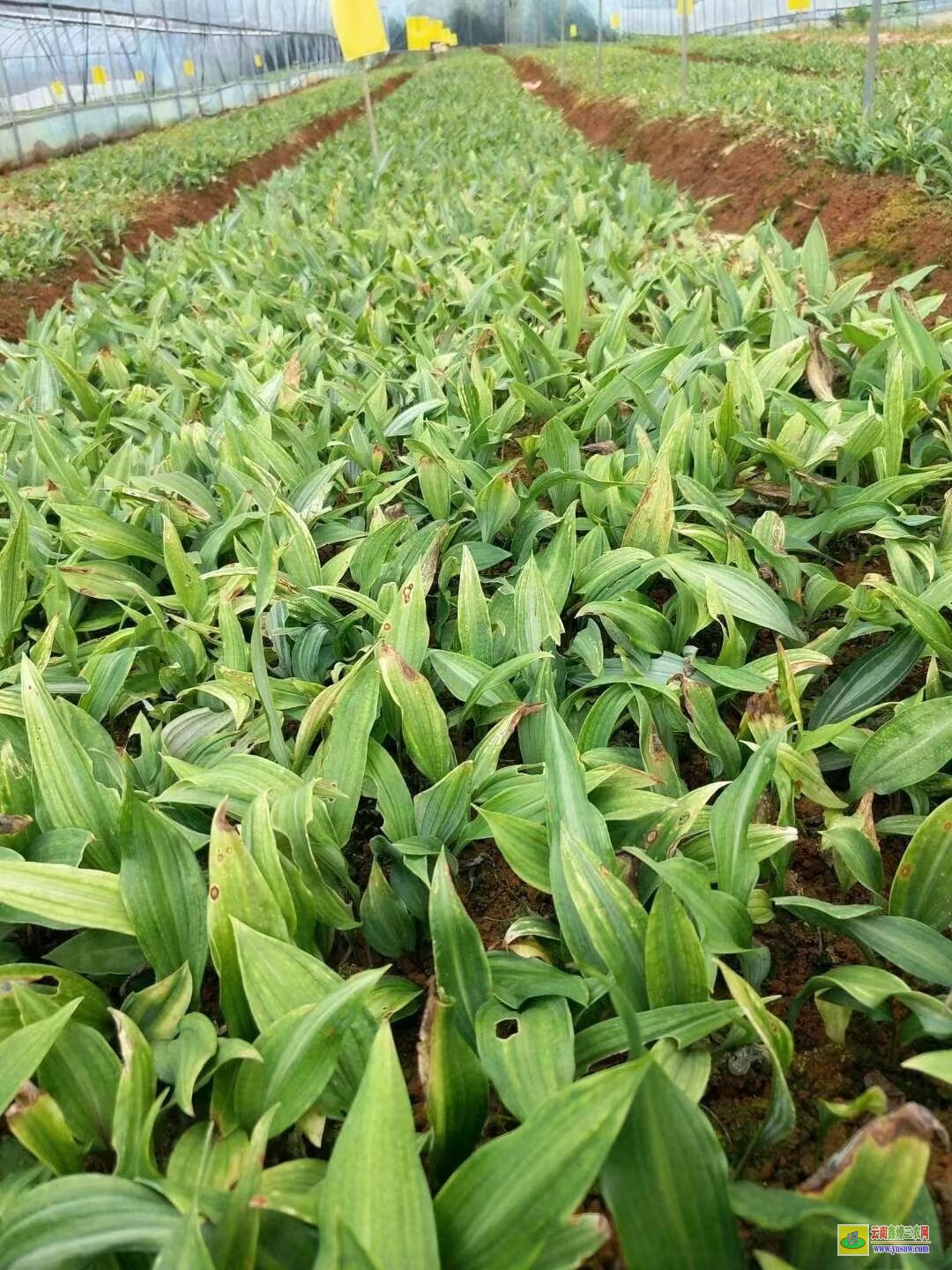 恩施黄精苗的种植技术| 黄精苗种植基地 黄精苗价格查询网