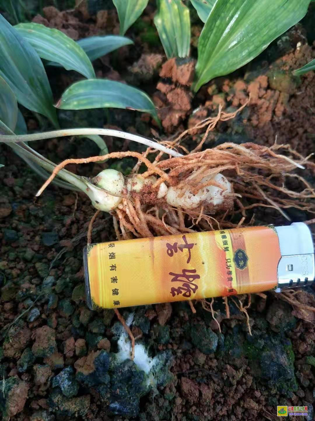 长沙黄精苗的种植技术| 黄精苗种植基地 黄精苗价格查询网