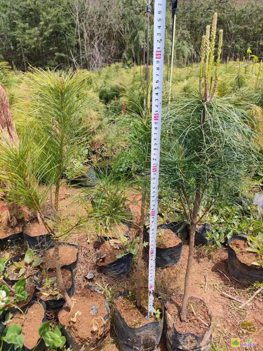 昭通鲁甸杉树苗种植方法 红杉树苗批发价格行情 红豆杉树苗