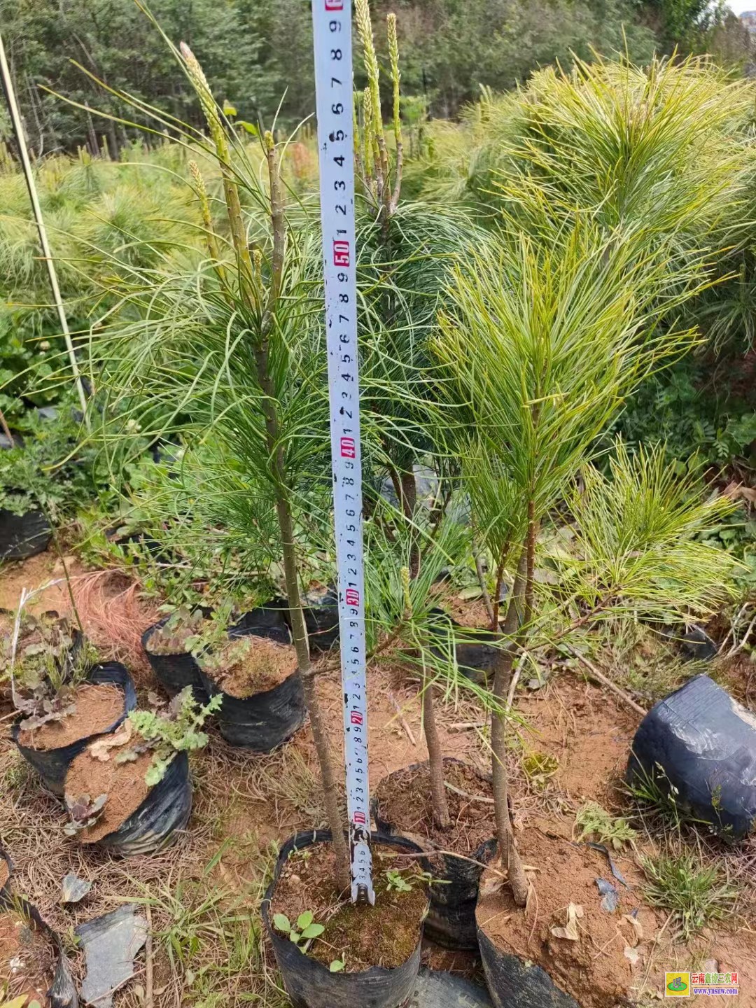 昭通鲁甸杉树苗种植方法 红杉树苗批发价格行情 红豆杉树苗