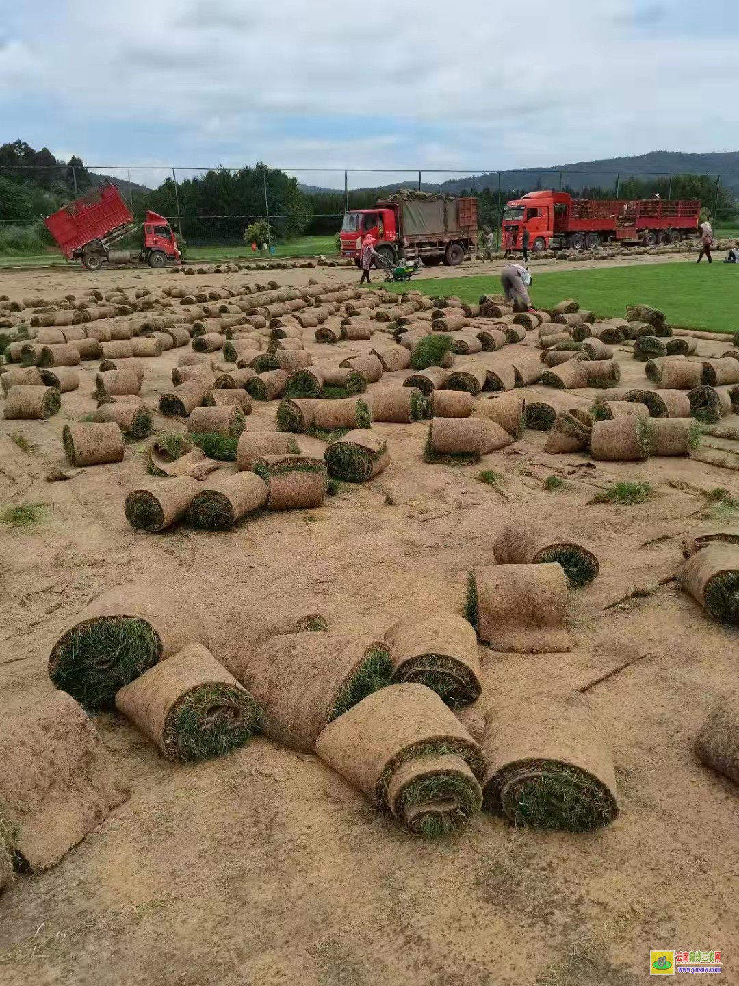 开远草皮价格一平米多少钱| 绿化草皮一平方价格 草皮价格表