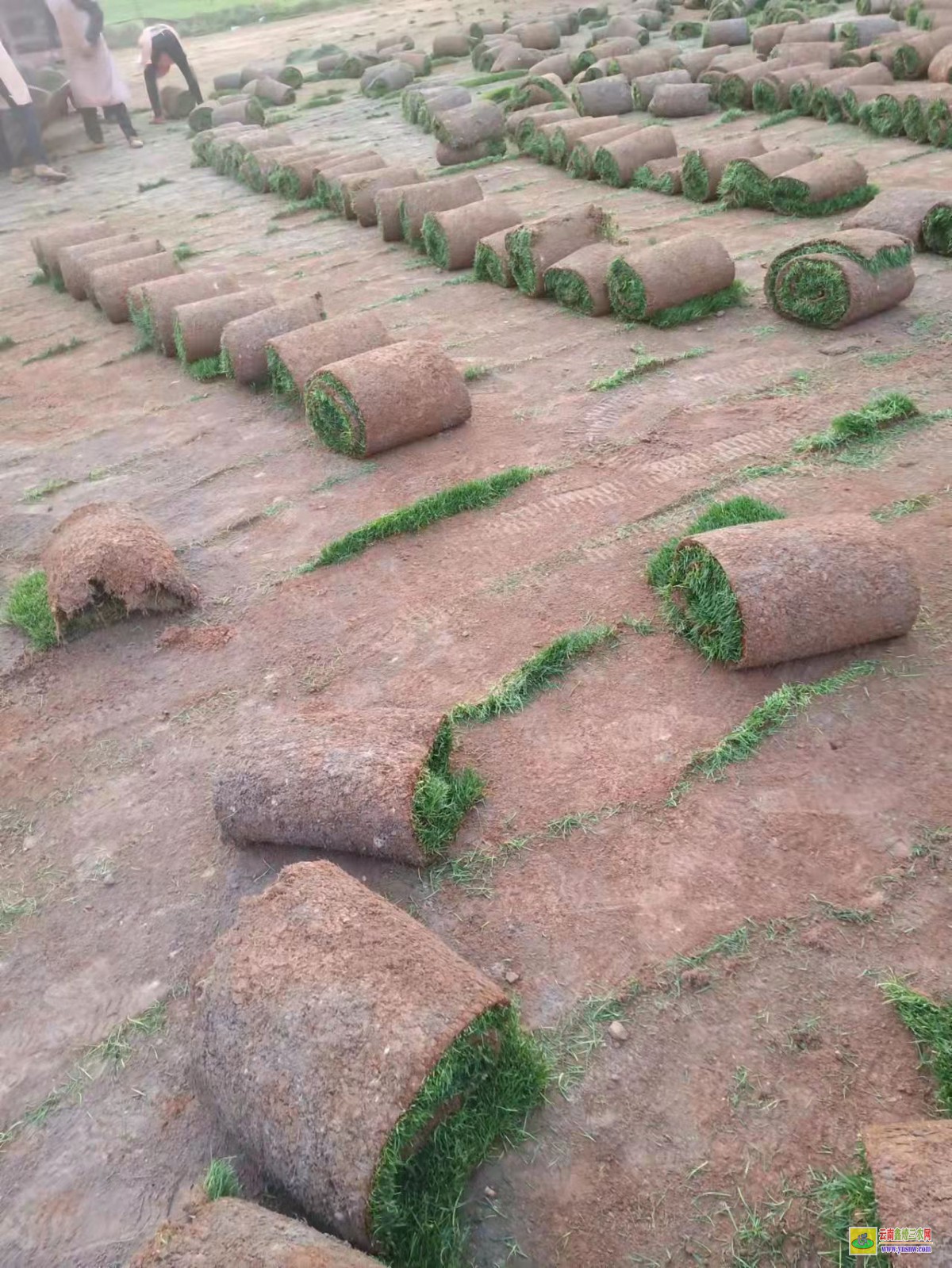 鲁甸草坪价格是多少钱一平方| 绿化草皮一平方价格 马尼拉草皮价格