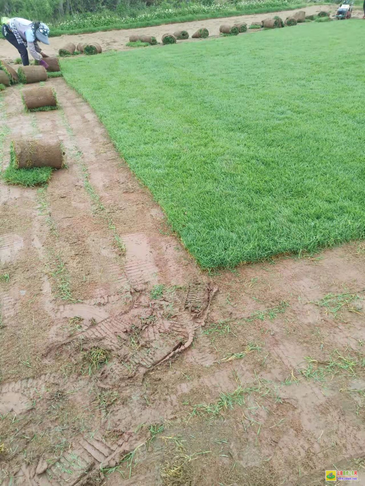 香格里拉草皮价格一平米多少钱| 绿化草皮一平方价格 草皮价格表