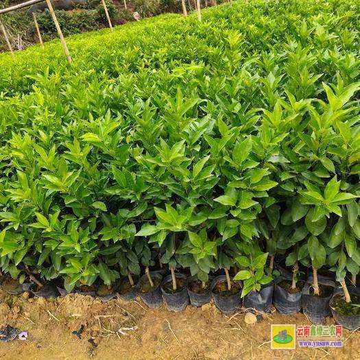 鲁甸沃柑苗批发多少钱一棵 |沃柑种植技术前景 |沃柑苗图片