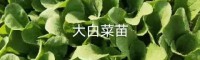 文山广南昆明蔬菜苗什么地方有售| 山东大白菜种子 云南七子饼大白菜