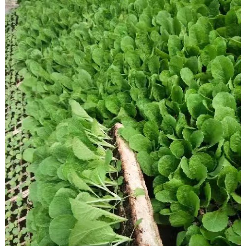 昭通永善昆明哪里可以买到菜苗| 大白菜苗产量 云南本地大白菜
