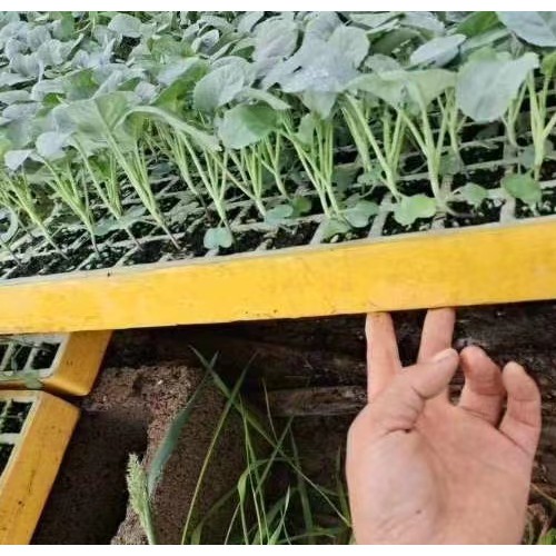 文山西畴蔬菜种苗公司| 云南小铁头苗 大白菜的幼苗期