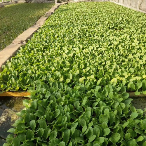 昌宁番茄育苗基质| 小铁头价格查询网 昆明育苗基质