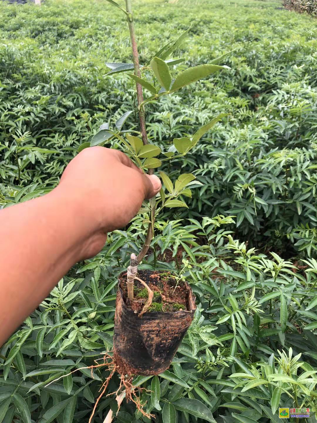 墨江花椒苗的育苗方法|云南花椒苗批发|花椒苗批发基地