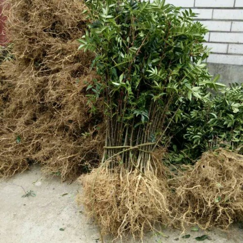 南华花椒苗价格多少钱一棵|四川花椒苗批发|花椒苗怎么种植