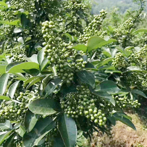 玉龙红花椒苗栽植方法|贵州花椒苗批发|花椒苗批发基地