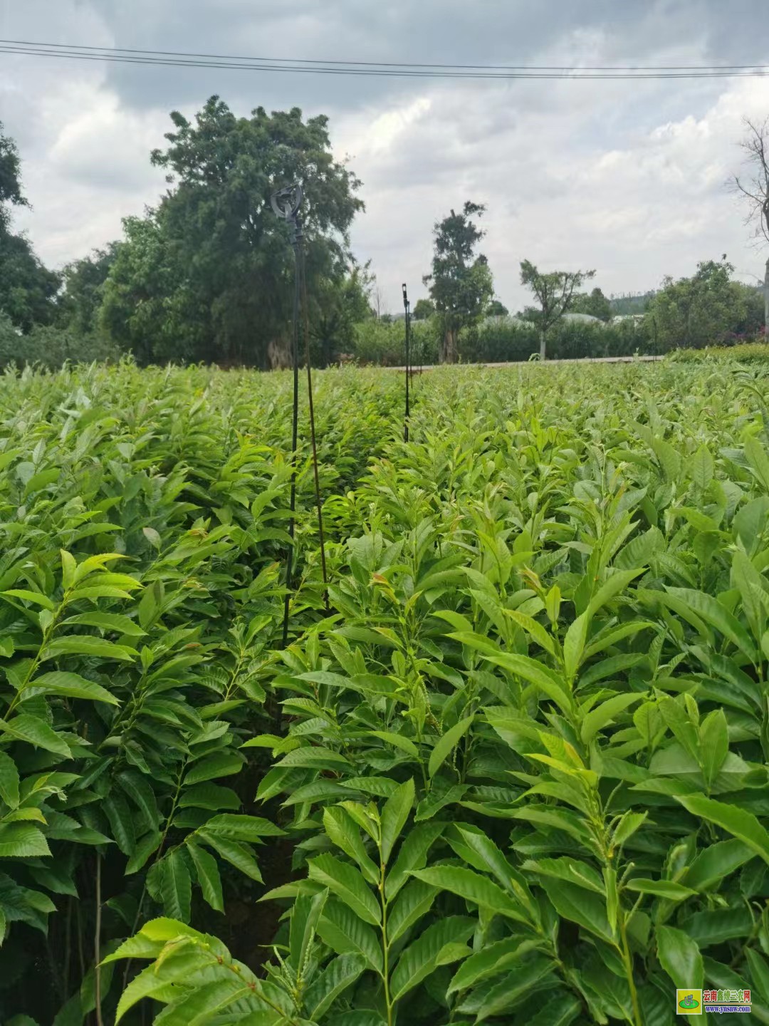 昭通鲁甸花椒树苗怎么育苗|韩城花椒苗批发|花椒苗怎么种植