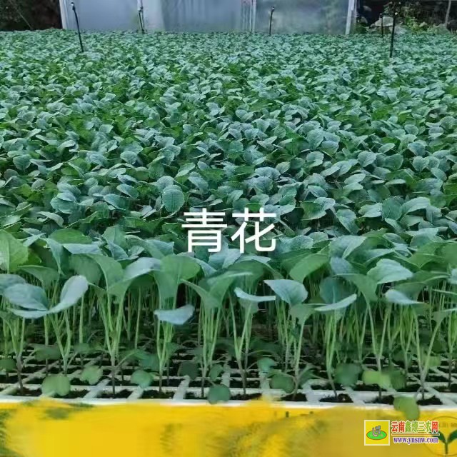 开远小铁头一亩地栽多少株| 育苗盘批发价格| 树仔菜苗价格