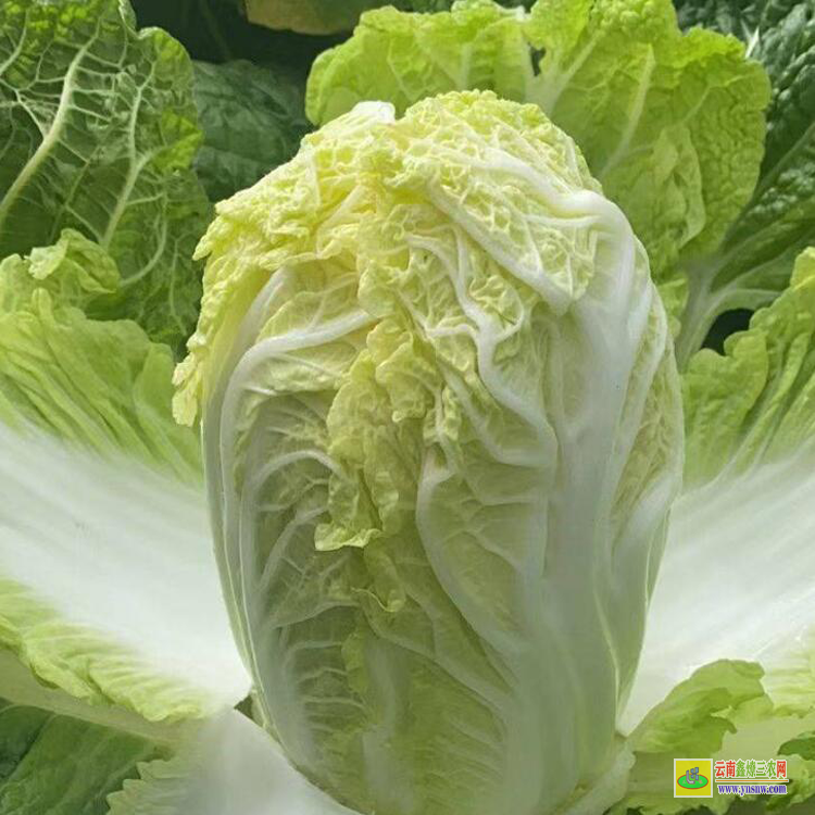 元谋昆明哪里有蔬菜苗买| 昆明哪里有蔬菜苗买批发价格| 树仔菜苗价格