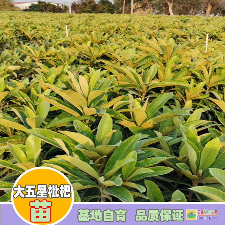 丽江永胜4公分枇杷苗价格 |广西枇杷苗价格 |枇杷苗价格表