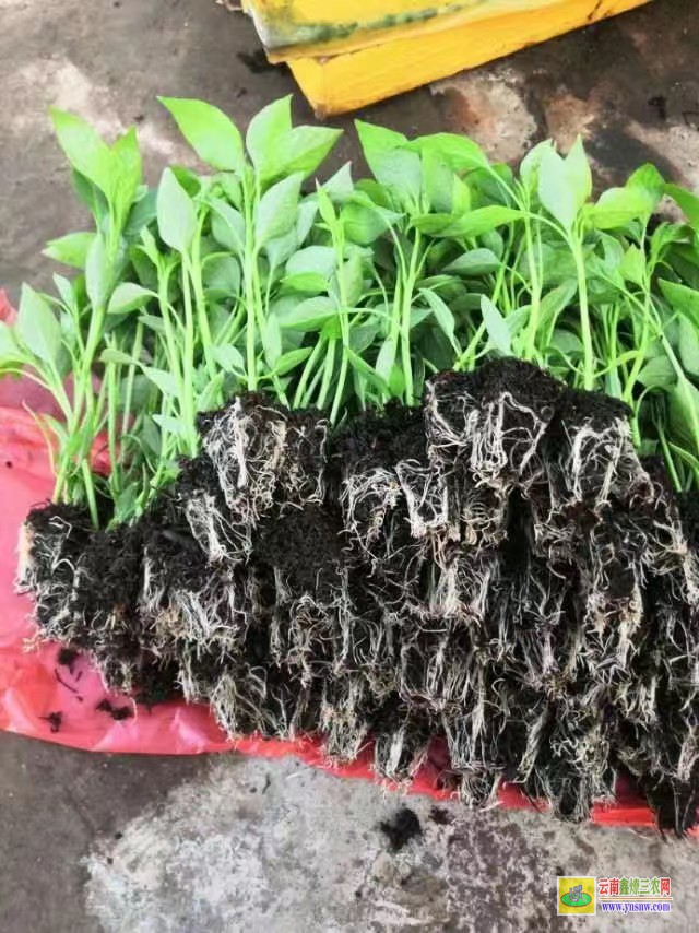 红河开远松花苗是什么菜| 松花苗移栽红叶死苗| 松花苗期多长时间