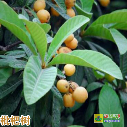 昭通鲁甸枇杷苗怎么培育 |枇杷苗批发 |枇杷苗哪个品种好