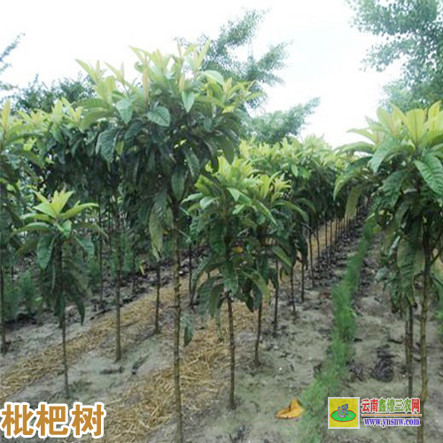 昭通鲁甸枇杷苗怎么培育 |枇杷苗批发 |枇杷苗哪个品种好