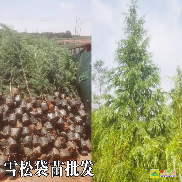 昆明五华雪松树苗哪里有卖的| 雪松树价格表| 雪松收购的联系方式