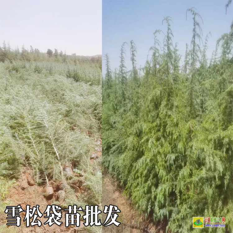 丽江古城雪松树苗哪里有卖的| 大雪松价格| 雪松树苗价格