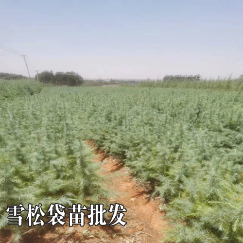 哪里有卖赤芍种苗 赤芍种苗一棵多少钱