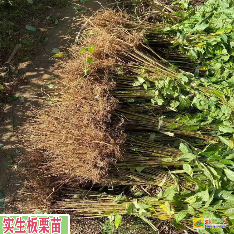 河池南丹今年板栗苗价格多少|2022年板栗苗市场行情走势|板栗苗批发