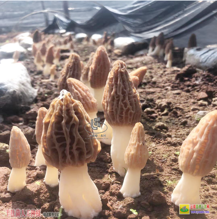 安徽颍州羊肚菌栽培 羊肚菌的栽培方法 羊肚菌种植技术培训