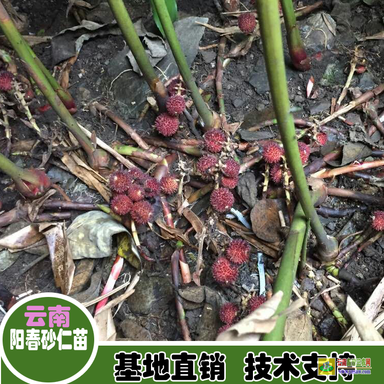 广州番禺云南砂仁苗批发价| 广西砂仁苗价格|春砂仁价格网