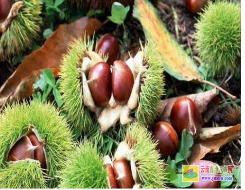 普洱景谷今年板栗苗价格多少|2022年板栗苗批发|板栗苗基地