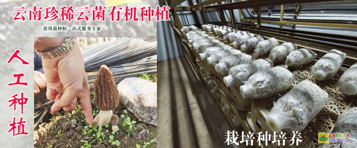 内蒙古卓资羊肚菌养殖 羊肚菌种植技术 羊肚菌种植技术培训
