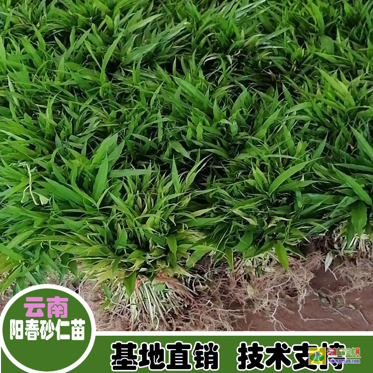 韶关武江砂仁苗求购| 正宗阳春春砂仁苗|砂仁价格查网