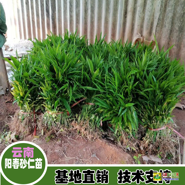 韶关武江砂仁苗求购| 正宗阳春春砂仁苗|砂仁价格查网