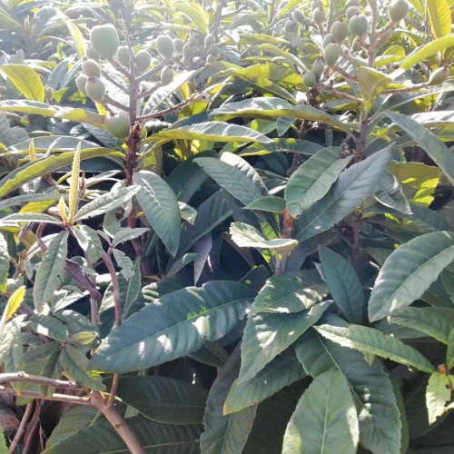 大理漾濞枇杷苗木的标准|五星大枇杷苗基地|红河枇杷苗基地